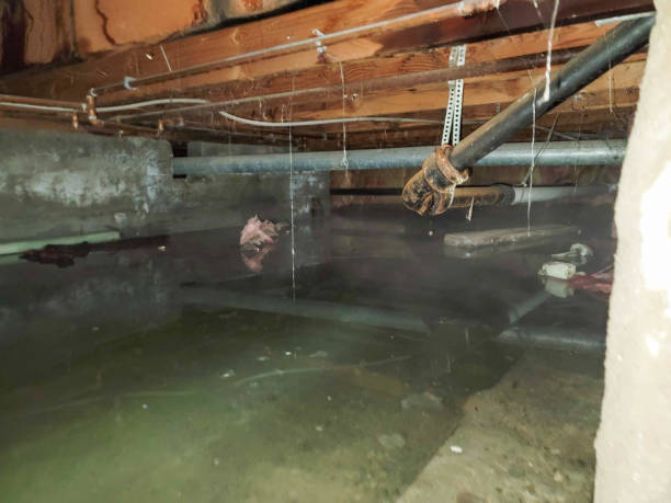 Best Water damage cleanup near me  in West Liberty, IA